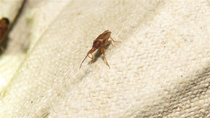 Lygaeidae: Thaumastopus marginicollis